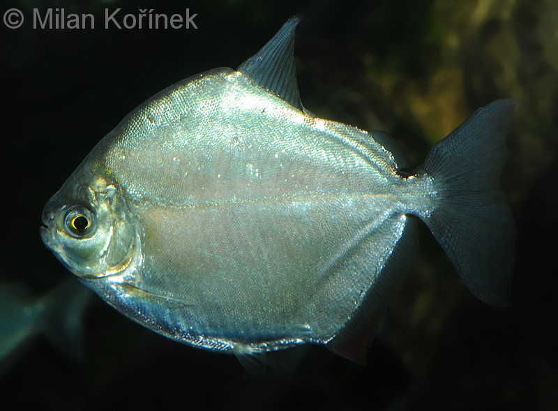 Metynnis hypsauchen (Müller & Troschel, 1844)